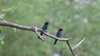 吉備中央町のブッポウソウ / Broad-billed Roller @ Okayama Prefecture