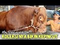 Penggemukan sapi Mas Ropal penghobi sapi ganteng