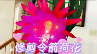 怎样修剪令箭荷花才能保证它每年都开花How to trim Epiphyllum, blooms every year#epiphyllum #orchidcactus#令箭荷花