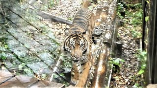 20230523 上野動物園　スマトラトラ　パパになったブランくん