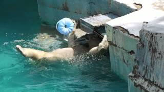 ポンポコお腹を見せて遊ぶモモ　　天王寺動物園のホッキョクグマ