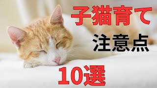 初めての子猫育て！失敗しないための注意点とは？10選 Raising Kittens! What are the precautions to avoid failure?