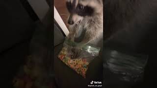 Raccoon: Trash Panda Eating Fruit Loops #Shorts (See Description)