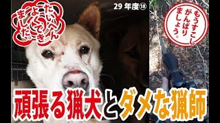 【猪猟】頑張る猟犬とダメな猟師（閲覧注意）