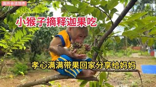 萌翻全网！小猴子摘释迦果吃，孝心满满带果回家分享给妈妈