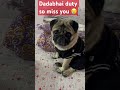 so innocent 😇 trending subscribe puglove doglover cute youtubeshorts viralvideo