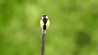 Bird vocalization: the Great Tit