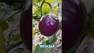 Brinjal plant #brinjal #brinjalrecipe #farming #food #farmer #nature #tranding #viralvideo #shorts