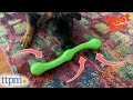 West Paw Durable Dog Toys Review | For Dogs Who Love Chewing and Rough Play | (We Tested Them All)