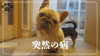 【突発性前庭疾患】愛犬の身体に突然起きた異変