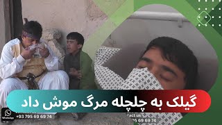 گیلک به چلچله مرگ موش داد