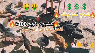 أفضل سلالتين من أجل مشروع تربية دجاج ناجح 🔥🔥🐓🐔🐤