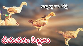 అబ్దుల్లా గారి ఫామ్ నుండి 8 పిల్లలు  #90320 75782 #khrfarms #chicks #bhimavaram #eggs