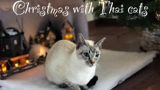 🌀Christmas with Thai cats, part 2 | Thai cats | Traditional Siamese cats