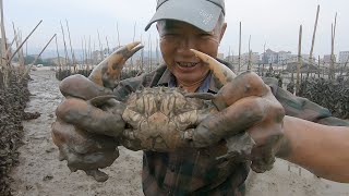 泰叔弄完饲料收螺筐，从水坑摸出一只猛货，泰婶说别把嘴巴给夹了