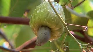 Cashew nut fruit out of its season.