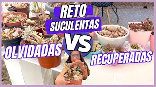 RETO 10 SUCULENTAS OLVIDADAS VS RECUPERADAS