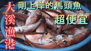 大溪漁港買剛下船的馬頭魚