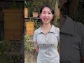 小蛋群蜜蜂怎样快速发展。没有子脾的小淡群蜜蜂怎样不飞逃 shorts