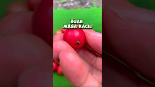 Sejuta Manfaat ‼️ Tanaman Masa Kecil Yang Jarang Di Temui