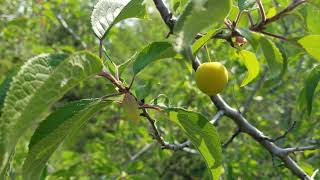 American Plum Thicket in August - Edmonton Alberta River Valley