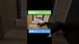 【愛犬たちの成長日記】それぞれの性格が出た瞬間w# #dog #shorts #可愛い