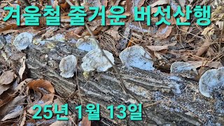 줄거운 겨울철 산행 #산행 #겨울산행 #버섯 #버섯산행 #영지 #영지버섯 #약용버섯 #식용버섯 #목이버섯 #느타리버섯 #귀촌생활 #귀촌 #전원일기