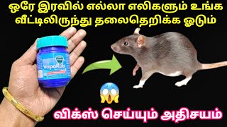 இனி வருடம் முழுசும் எலி தொல்லை வீட்டில் இல்லை|get rid of rat|eli thollai|kitchen tips in tamil#tips