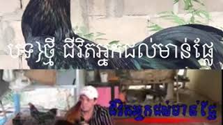 បទ[ថ្មី ជីវិតអ្នកជល់មាន់ផ្លែ