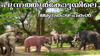 പുന്നത്തൂർകോട്ടയിലെ ആനകാഴ്ചകൾ   |  Kotta Elephant Camp | Guruvayur Anakkotta |