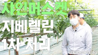 샤인머스켓 지베렐린 1차 처리