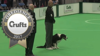 Obedience Championship - Dogs - Scent - Part 1 | Crufts 2017
