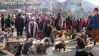 NHỘN NHỊP CHỢ TẾT VÙNG CAO  - LỢN BẢN CHẤT LƯỢNG - CHÓ MÔNG CỘC - THẢO DƯỢC VÀ ĐẶC SẢN QUÝ