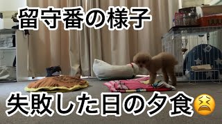 飼い主の休日の日に留守の様子を撮影してみました　【節約パート主婦とトイプードルの日常】