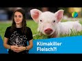 Fleisch: Wie klimaschädlich ist es wirklich? klima:check