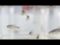 Introducing RIKEN CBS Zebrafish facilities (National BioResource Project)