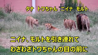 ニイナ、モルトを引き連れてわざわざトワちゃんの目の前に　〜 Lion (ライオン)〜　多摩動物公園