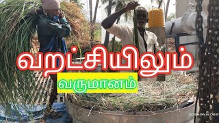 வறட்சியிலும் வருமானம்#பணம்#uniqueherb #lemongrass#herbal