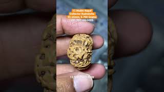 13 Mukhi Nepal Collector Rudraksha 32.65mm, 5.700 Grams १३ मुखी रुद्राक्ष ३२.६५मिमी, ५.७०० ग्राम