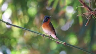 Chinese-Blue Flycatcher