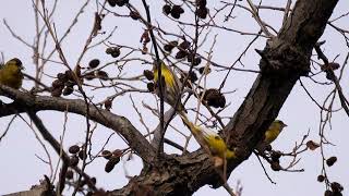 [4K]野鳥：マヒワの群／Ａ公園Ｓ