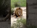 life journey from cub to king lion animals shorts