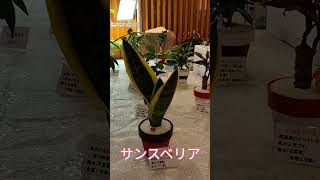 南紀白浜ホテルシーモア出店中です #shorts #観葉植物   #多肉植物