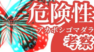 アカボシゴマダラが増えると日本が無くなる