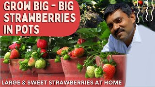 घर पर गमलों में बड़ी बड़ी स्ट्रॉबेरी🍓उगाने का सबसे आसान तरिका सीखिए रामविलास जी से |Grow Strawberry🍓