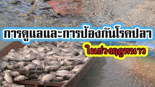 การดูแลและการป้องกันโรคปลา | ในช่วงฤดูหนาว |