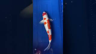 【鯉兒塘】錦鯉koi 紅白 小模樣 清新感受  #錦鯉 #錦鯉生產 #錦鯉養殖 #Koi