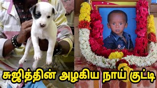 சுஜித் அழகிய நாய் குட்டி