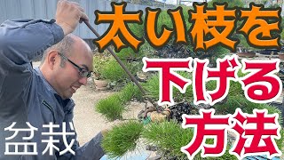 How to lower thick branches with raffia [Bonsai management]