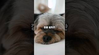 지키기 힘든 수면 습관 꿀잠을 위한 팁 3가지 #shorts